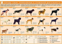 Комплект плакатов "Кинология" - «globural.ru» - Оренбург