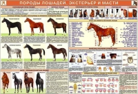 Комплект плакатов "Служебное коневодство" - «globural.ru» - Оренбург