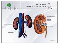 Стенд "Строение почки человека" - «globural.ru» - Оренбург