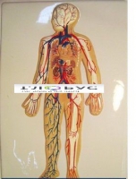 Модель барельефная «Кровеносная система» - «globural.ru» - Оренбург