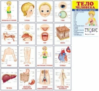 Раздаточные карточки "Тело человека" - «globural.ru» - Оренбург