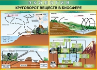 Таблица Круговорот веществ в биосфере 1000*700 винил - «globural.ru» - Оренбург