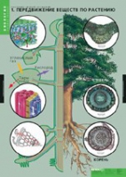 Биология. Растение - живой организм (комплект таблиц) - «globural.ru» - Оренбург