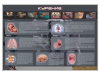 Стенд "Курение" (вариант 1) - «globural.ru» - Оренбург