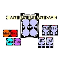 Модель-аппликация "Биосинтез белка" (ламинированная) - «globural.ru» - Оренбург