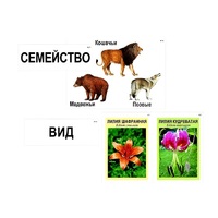 Модель-аппликация "Классификация растений и животных" (ламинированная) - «globural.ru» - Оренбург