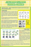 Стенд "Деление клеток митоз, мейоз" - «globural.ru» - Оренбург