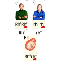 Модель-аппликация "Наследование резус-фактора" (ламинированная) - «globural.ru» - Оренбург