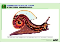 Рельефная таблица "Внутреннее строение брюхоногого моллюска" (формат А1, матовое ламинир.) - «globural.ru» - Оренбург