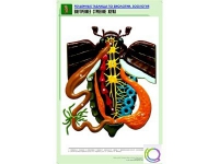 Рельефная таблица "Внутреннее строение жука" (формат А1, матовое ламинир.) - «globural.ru» - Оренбург