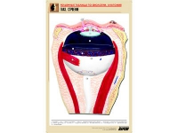 Рельефная таблица "Глаз. Строение" (формат А1, матовое ламинир.) - «globural.ru» - Оренбург