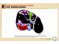 Рельефная таблица "Печень. Висцеральная поверхность" (формат А1, матовое ламинир.) - «globural.ru» - Оренбург