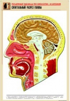 Рельефная таблица "Сагиттальный разрез головы" (формат А1, матовое ламинир.) - «globural.ru» - Оренбург
