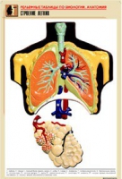 Рельефная таблица "Строение легких" (формат А1, матовое ламинир.) - «globural.ru» - Оренбург