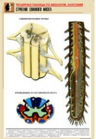 Рельефная таблица "Строение спинного мозга " (формат А1, матовое ламинир.) - «globural.ru» - Оренбург