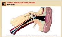 Рельефная таблица "Ухо человека" (формат А1, матовое ламинир.) - «globural.ru» - Оренбург