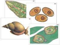Модель-аппликация "Циклы развития печеночного сосальщика и бычьего цепня" (ламинированная) - «globural.ru» - Оренбург