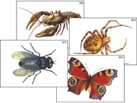 Модель-аппликация "Разнообразие беспозвоночных" (ламинированная) - «globural.ru» - Оренбург