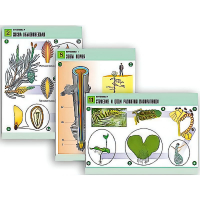 Комплект таблиц по биологии демонстрационный "Ботаника 1" (12 таблиц, формат А1, лам.) - «globural.ru» - Оренбург