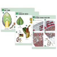 Комплект таблиц по биологии демонстрационный "Ботаника 2" (18 таблиц, формат А1, лам. - «globural.ru» - Оренбург