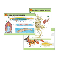 Комплект таблиц по биологии демонстрационный "Зоология 2" (16 таблиц, формат А1, лам.) - «globural.ru» - Оренбург