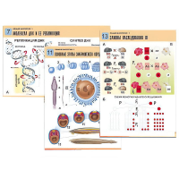 Комплект таблиц по биологии демонстрационный "Общая биология 1" (16 таблиц, формат А1, лам.) - «globural.ru» - Оренбург