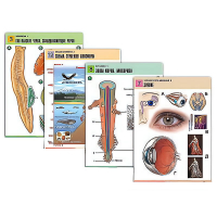 Комплект таблиц по всему курсу биологии (120 штук, формат А1, полноцв, лам) - «globural.ru» - Оренбург