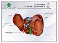 Стенд "Строение печени человека" - «globural.ru» - Оренбург