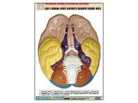 Рельефная таблица "Доли и извилины нижней поверхности полушарий головного мозга" - «globural.ru» - Оренбург