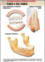 Рельефная таблица "Челюсти и зубы человека" (формат А1, матовое ламинир.) - «globural.ru» - Оренбург