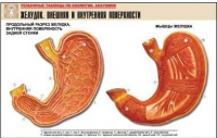 Рельефная таблица "Желудок. Внешняя и внутренняя поверхности" (формат А1, матовое ламинир.) - «globural.ru» - Оренбург