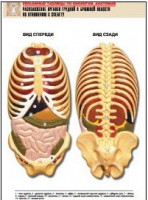 Рельефная таблица "Расположение органов грудной и брюшной полостей по отношению к скелету"(формат А1, лам.) - «globural.ru» - Оренбург