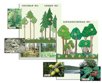 Гербарий фотографический "Растительные сообщества. Лес" (раздаточный) - «globural.ru» - Оренбург
