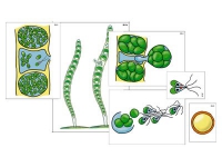 Модель-аппликация "Размножение многоклеточной водоросли" (ламинированная) - «globural.ru» - Оренбург