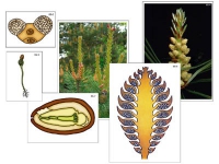 Модель-аппликация "Размножение сосны" (ламинированная) - «globural.ru» - Оренбург