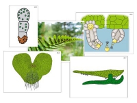 Модель-аппликация "Размножение папоротника" (ламинированная) - «globural.ru» - Оренбург