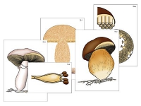 Модель-аппликация "Размножение шляпочного гриба" (ламинированная) - «globural.ru» - Оренбург
