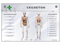 Электрифицированный стенд-тренажер "Скелетон" - «globural.ru» - Оренбург