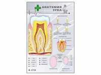 Электрифицированный стенд "Анатомия зуба" - «globural.ru» - Оренбург