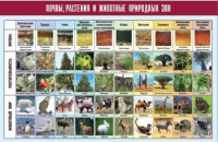 Таблица демонстрационная "Почвы, растения и животные природных зон" (винил 70x100) - «globural.ru» - Оренбург
