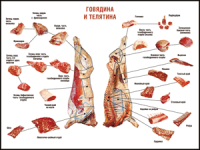 Правила разделки мясных туш "Говядина и телятина" 1000*1400 винил - «globural.ru» - Оренбург