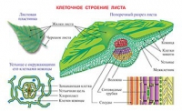 Плакаты и таблицы по биологии - «globural.ru» - Оренбург