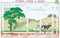 Плакаты и таблицы по общей экологии - «globural.ru» - Оренбург