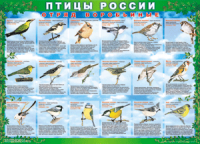 Таблица Птицы России из  4 листов в комплекте 1000*1400 винил	 - «globural.ru» - Оренбург