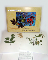 Гербарий Деревья и кустарники (20 видов) - «globural.ru» - Оренбург