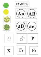 Модель-аппликация Дигибридное скрещивание  и  его цитологические основы - «globural.ru» - Оренбург