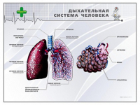 Стенд "Дыхательная система человека" - «globural.ru» - Оренбург