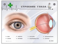 Интерактивный стенд "Строение глаза" - «globural.ru» - Оренбург