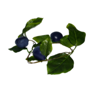 Ветка муляжей "Слива" - «globural.ru» - Оренбург