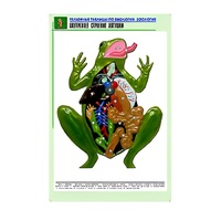 Рельефная таблица "Внутреннее строение лягушки" (формат А1, матовое ламинир.) - «globural.ru» - Оренбург
